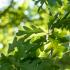 The White Oak Initiative